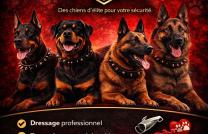 RDC, center, met à votre disposition de dressage de chiens et tout ce qui leurs concernent. Tél : +243 81 78 98 103 mediacongo